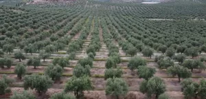 EXCELENTE FINCA OLIVAR EN INTENSIVO - JAEN