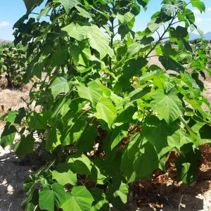 Terreno con arboles Paulownia cotevisa
