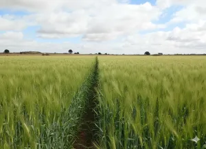 finca en venta 9 has labor regadío en Daimiel