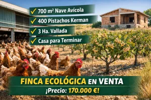 Granja de gallinas ecológicas