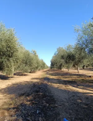 Espectacular finca de olivos en Jaén