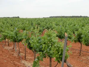 Viñedo D.O. Rueda Ref. 1535