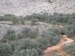 Finca de caza Sierra de Alcaraz Ref. 1534