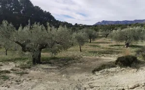 Preciosa finca rústica con excelente potencial en Relleu