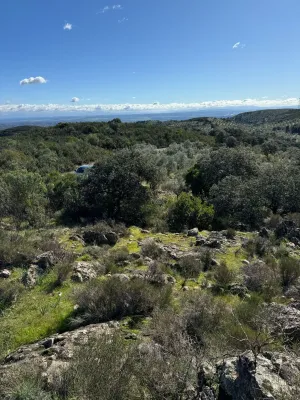 Venta finca Adamuz 31 hect 5000 olivos