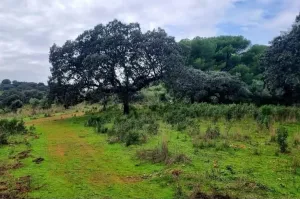 Se vende finca a 25 minutos de Córdoba