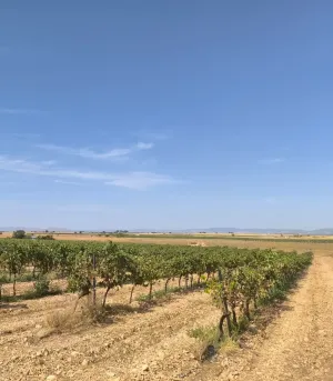 8.3 ha regadío entre Torralba y Daimiel