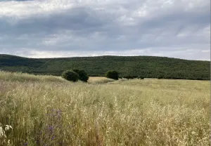 Finca de caza mayor 295 Has