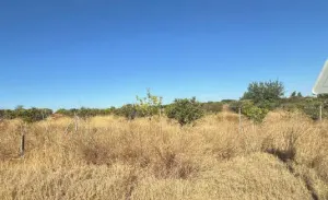 Finca de Regadío en Carmona