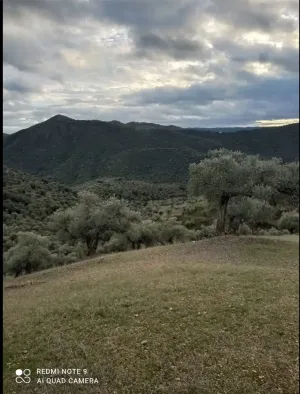 Venta de Olivar ecológico