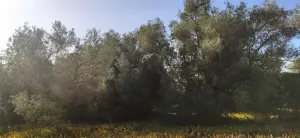 FINCA RÚSTICA CERCA DE LA POBLACIÓN DE AMPOSTA CON ANTIGUA EDIFICACIÓN