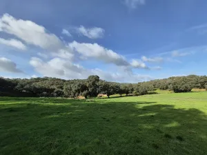 FINCA DE ALCORNOQUES Y ENCINAS (HUELVA)