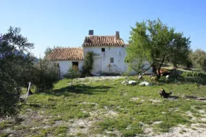 VENTA DE FINCA OLIVAR Y MONTE EN JAÉN