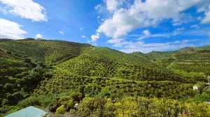 Finca de aguacates y mangos ecologicos 3 héct