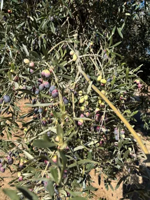 FINCA OLIVOS 15 hect., CASITA RÚSTICA Y ALMACEN AGRÍCOLA