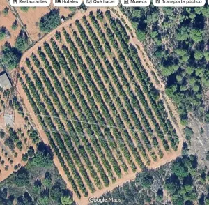 Se vende campo de naranjos en producción