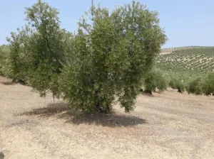 FINCA DE OLIVAR DE SECANO EN BUJALANCE