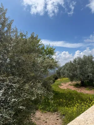 Olivar en venta en Beas de segura