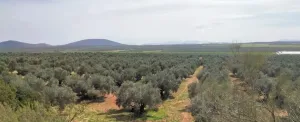 Venta Finca Olivar "Casería Espejo"
