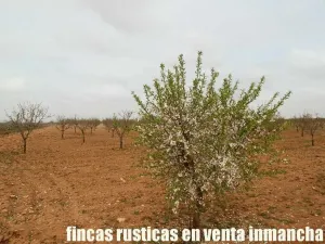 finca en venta 50 has. labor almendros riego