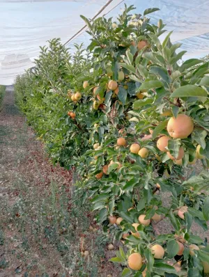 Finca ecológica en Cogollos Vega — 2,5 hectáreas con casa, naves y producción agrícola
