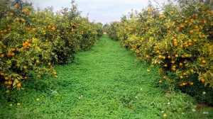 Naranjos en Producción