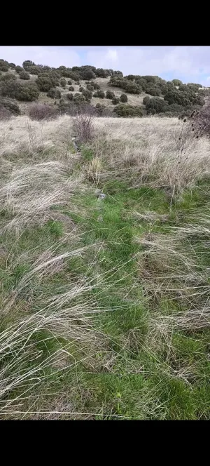 Finca ganadera santo domingo de piron