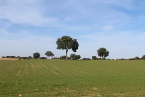 TOLEDO FINCA AGRICOLA CON CORTIJO EF. 1539