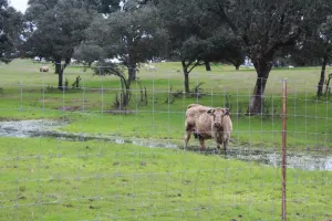 CACERES EXPECTACULAR FINCA GANADERA REF. 1538