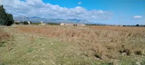Terreno agrícola de 39.000 m² en Ulldecona