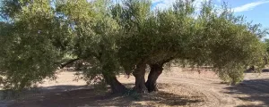 Venta olivos centenarios de secano