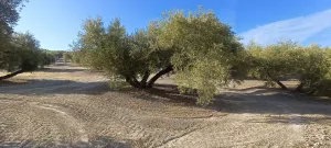 Finca de olivos junto a carretera