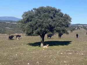 OPORTUNIDAD DEHESA GANADERA 440h