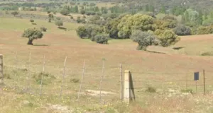 FINCA RUSTICA- COTO DE CAZA