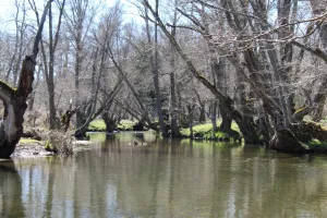 DDEHESA GANADERA SALAMANCA REF 1542