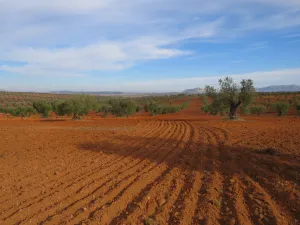 EXCELENTE FINCA LABOR SECANO 118 HAS