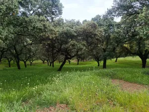 Se vende finca rústica de recreo.
