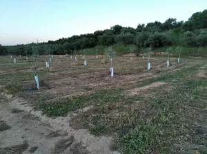 Finca de olivar en Lora de Estepa