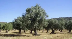 Finca de Olivos en Zalamea de la Serena