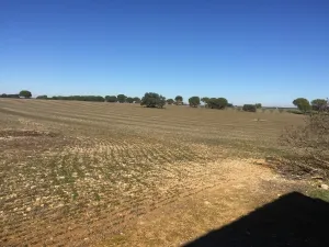 Alquilo parcela de 14,5 Has.