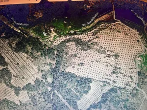 Olivar Secano 13,5 Hectareas en Jaen