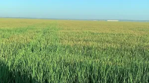 VENTA  FINCA DE EXPLOTACIÓN ARROCERA