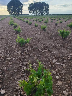 Venta de viñedo en Villarrobledo