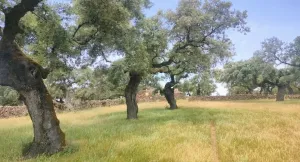 La dehesa, bonito encinar