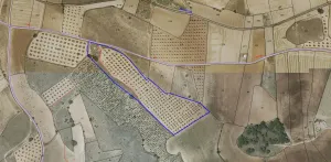 Olivar Las Pedroñeras