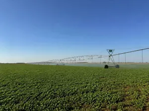 IDEAL PARA SUPERINTENSIVO DE OLIVAR DE RIEGO