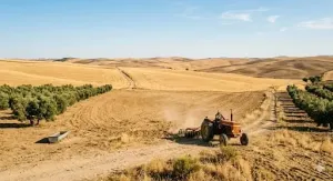 IDEAL PARA SUPERINTENSIVO DE OLIVAR DE SECANO