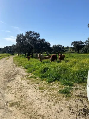 Dehesa a 30 minutos de Sevilla