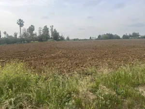 MAGNIFICA PARCELA DE REGADIO EN JEREZ