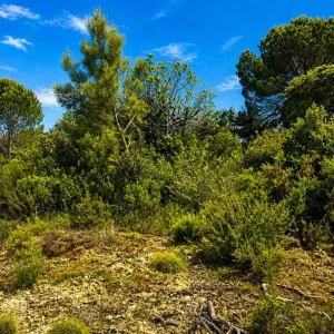 Finca en Ourém
